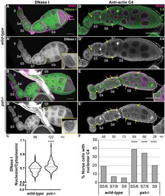 Prostaglandins limit nuclear actin to control nucleolar function during oogenesis